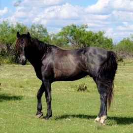 Mustang in Crockett County 592x593
