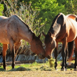 Pair of Horses-789x628