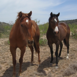 Pair of Horses in Crockett County