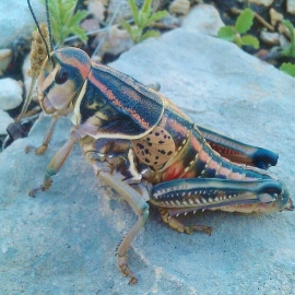 Plains Lubber Grasshopper FB