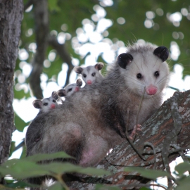 Possum Family 900x600 - Google