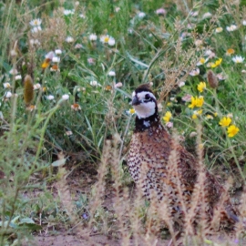 Quail in the Grass FB