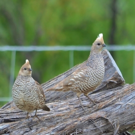 Scaled Quails FB