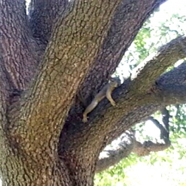 Squirrel 3 Up and Dark