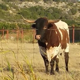 Texas Longhorn FB