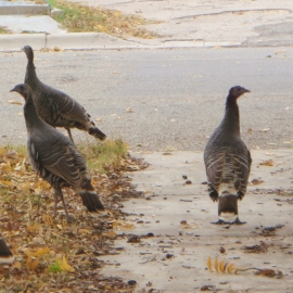 Thanksgiving Turkeys in the Yard 1200x562