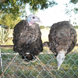 Turkeys Stand Guard Medium Scaled