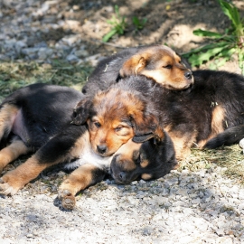 dog-puppies-1000x714