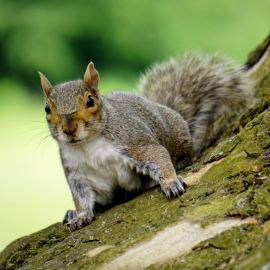 grey-squirrel-1100x685