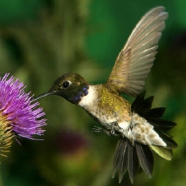 purple thistle hummer 9MFRQ