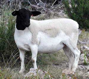  Dorper Sheep courtesy of www.texasdorpers.com